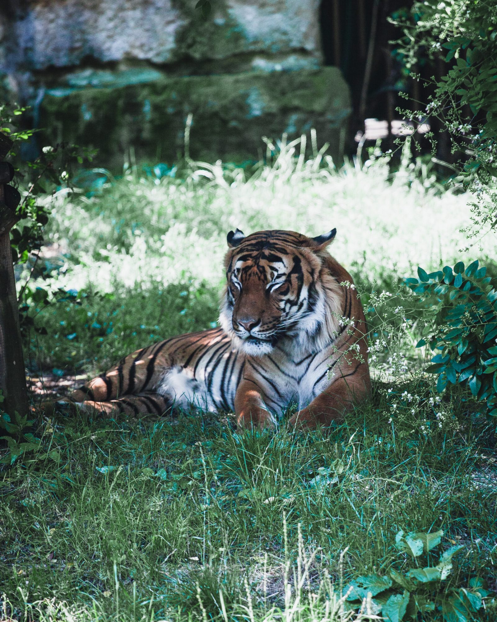 A tiger sleeping on the grass in a zoo
