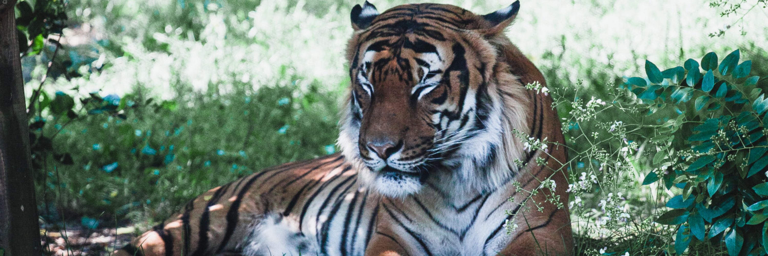 Tiger sleeping on the grass in a zoo A tiger sleeping on the grass in a zoo