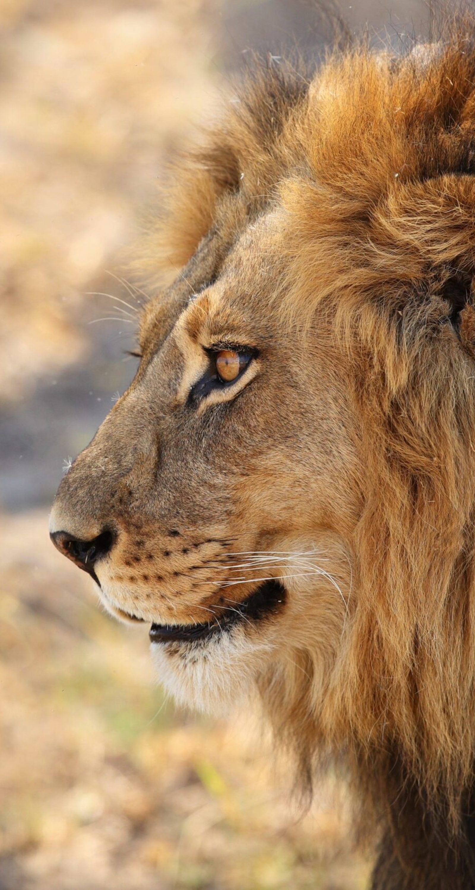 african-lion-portrait-warm-light african-lion-portrait-warm-light