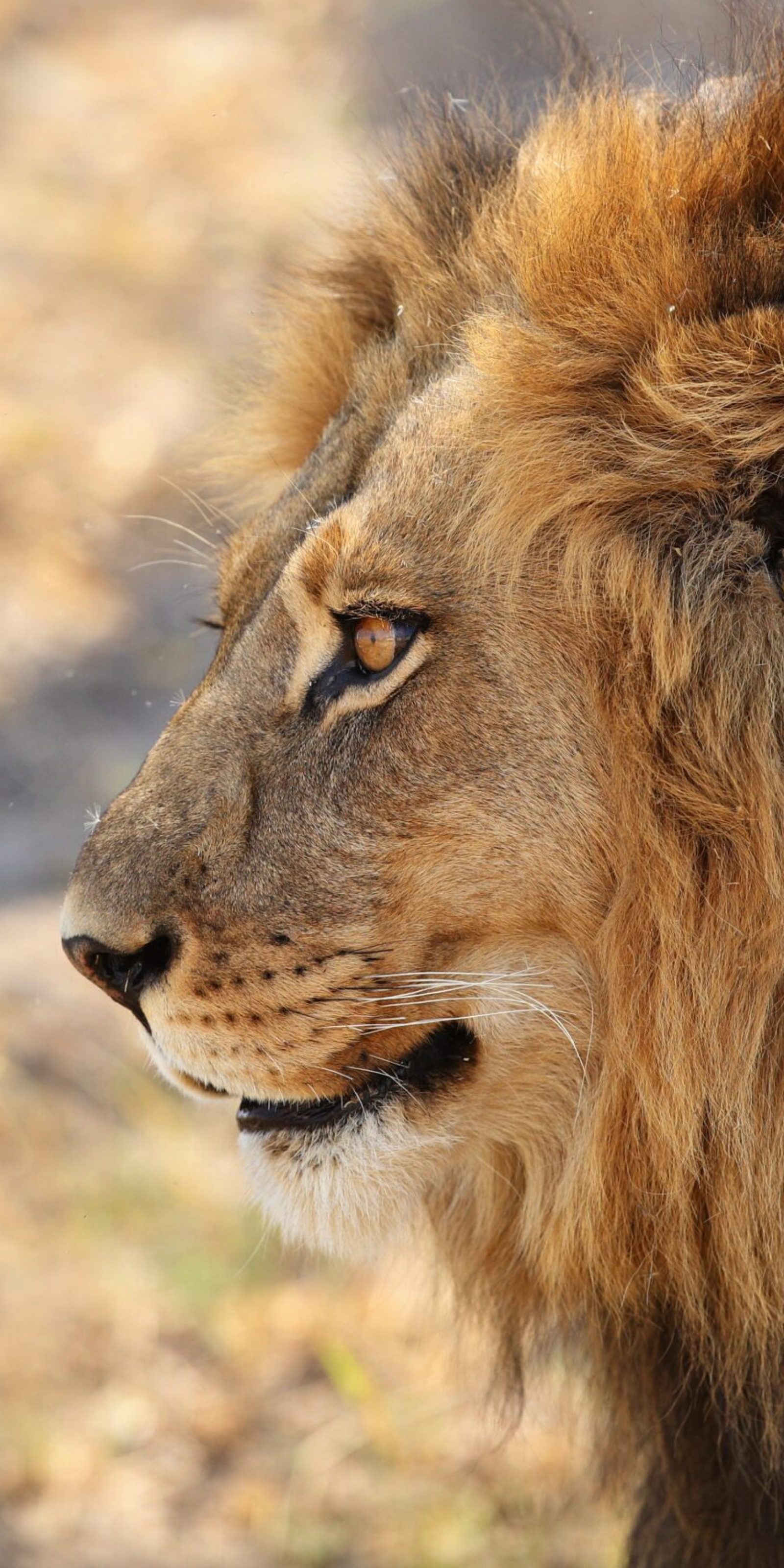 african-lion-portrait-warm-light african-lion-portrait-warm-light