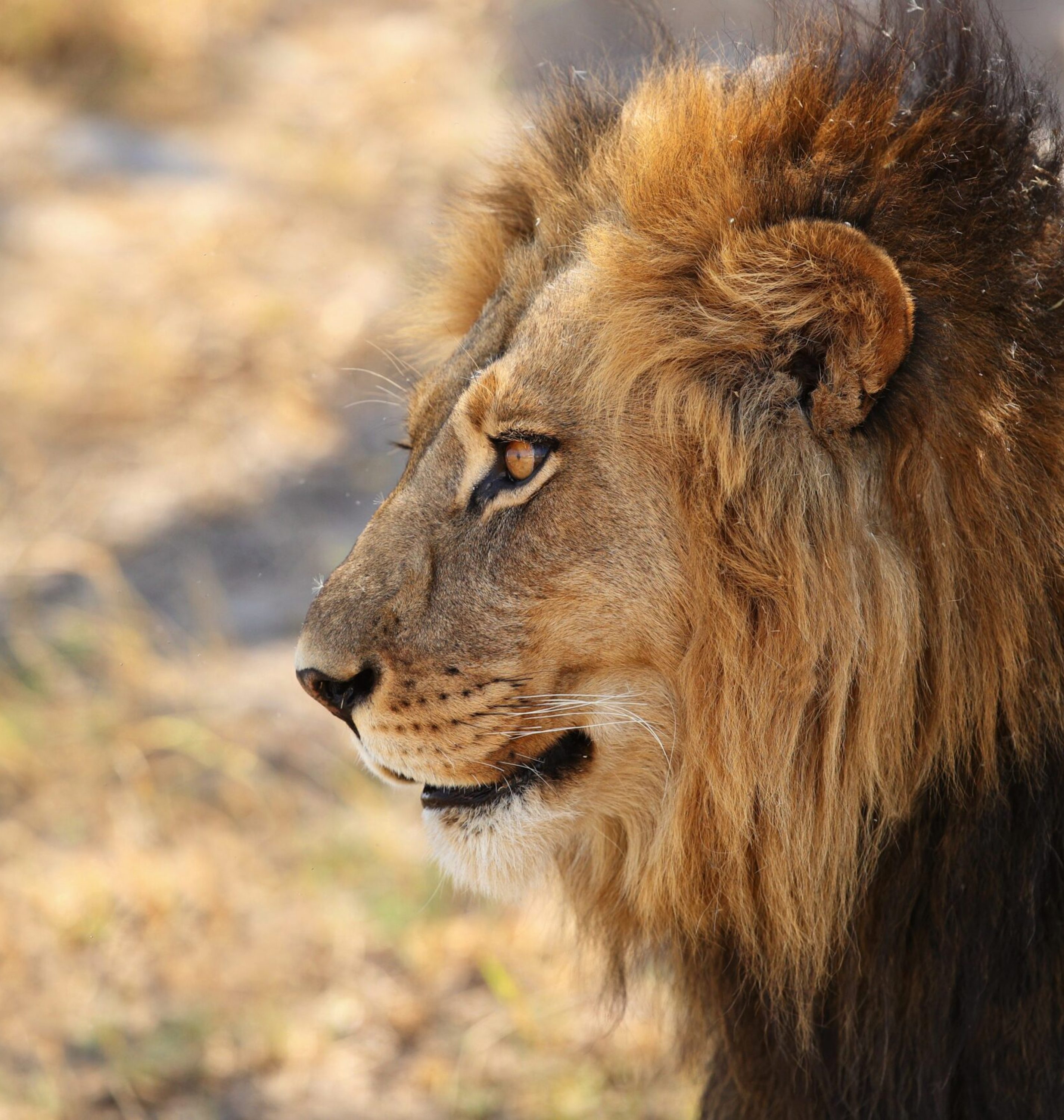 african-lion-portrait-warm-light african-lion-portrait-warm-light