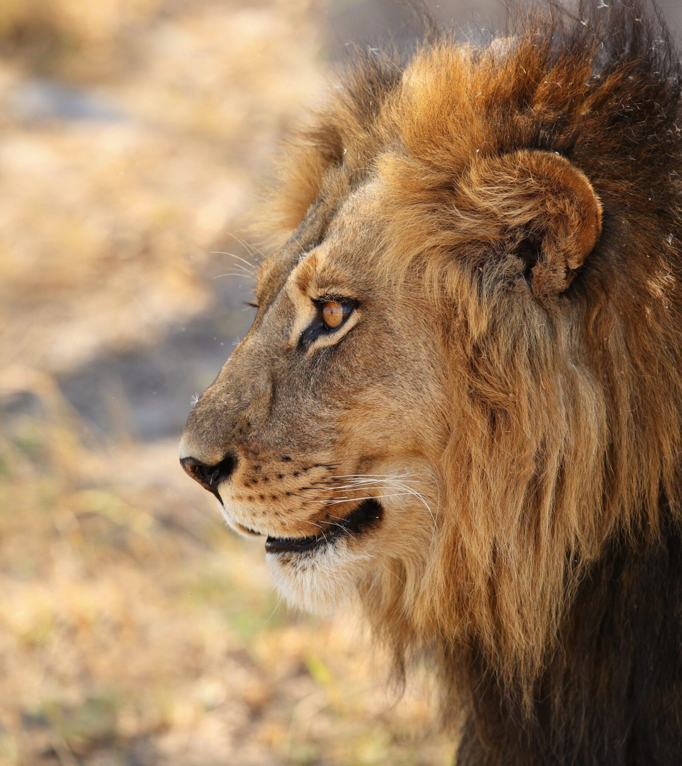 african-lion-portrait-warm-light