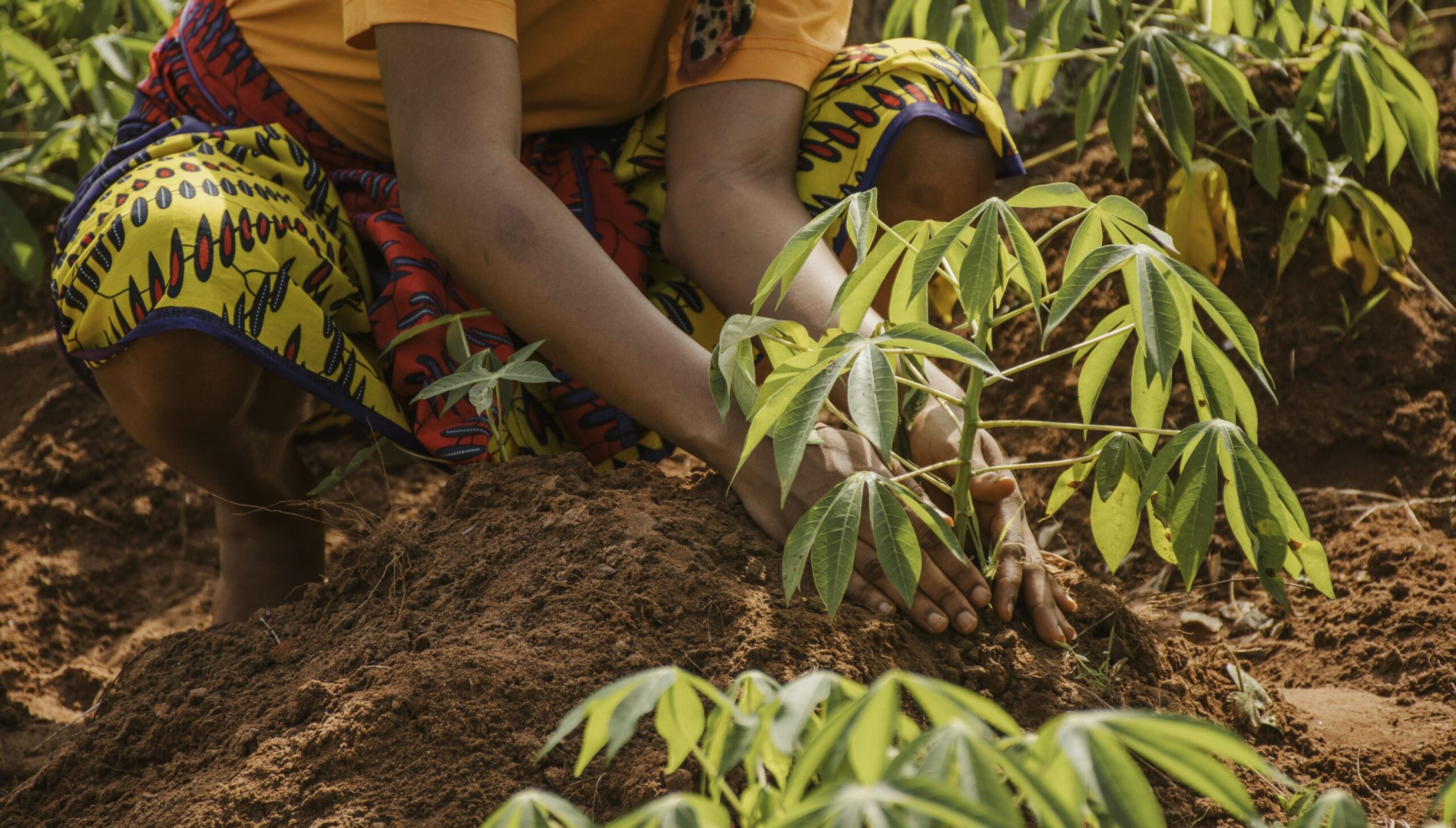 countryside-worker-planting-out-field