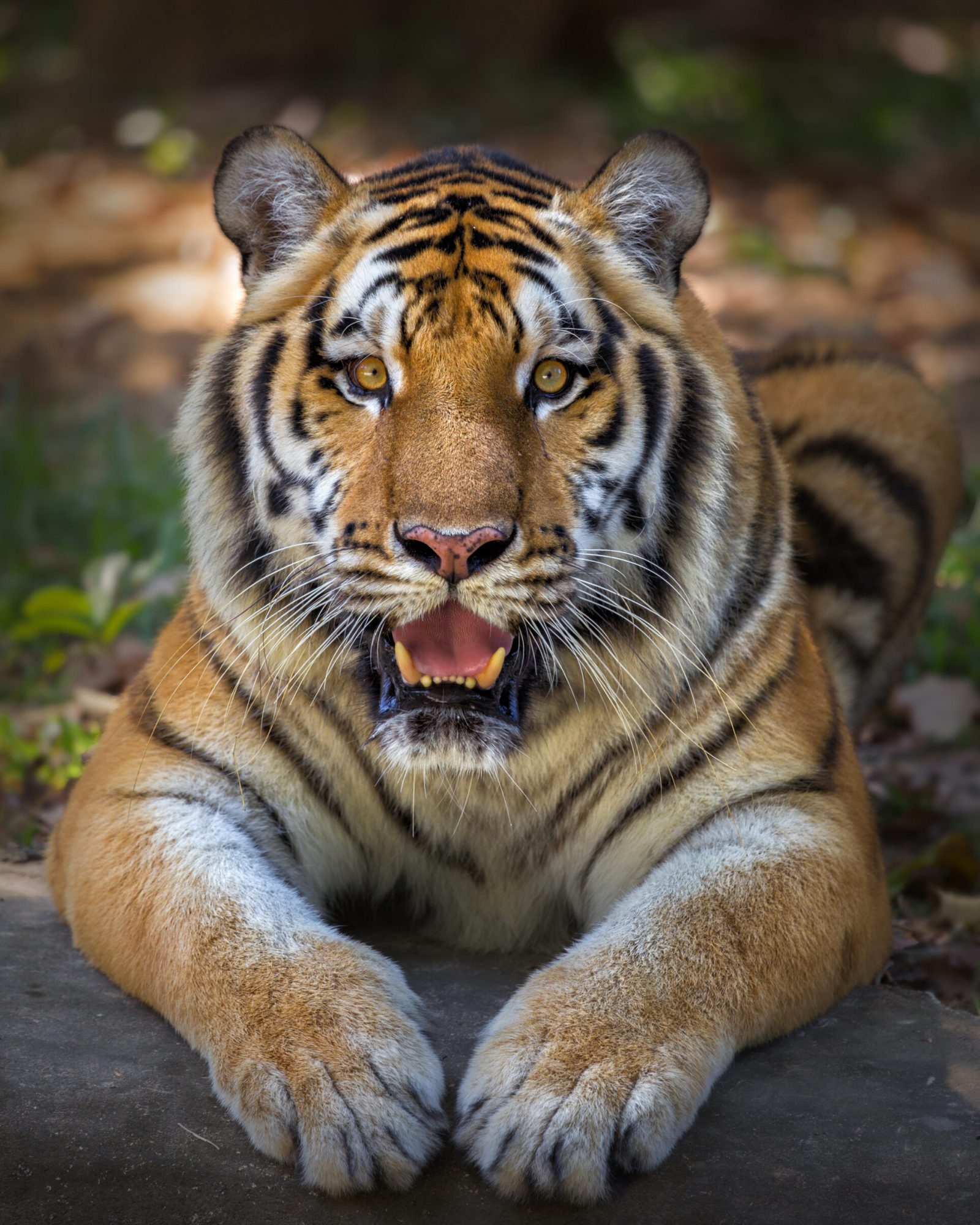 Tiger looking camera or big cat